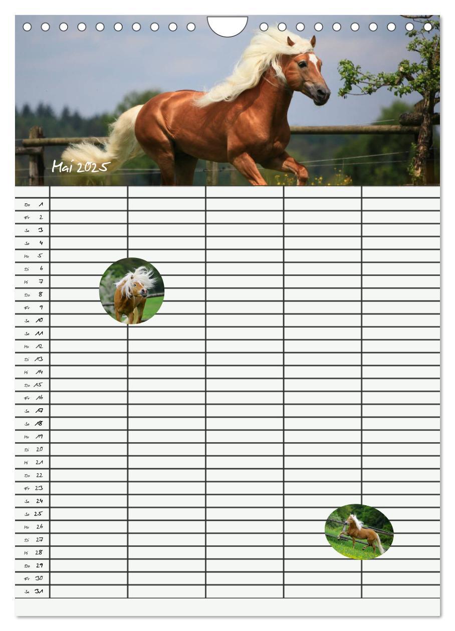 Bild: 9783457014851 | Haflinger Pferde - Stall- und Familienplaner 2025 (Wandkalender...