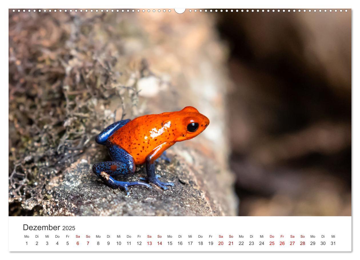 Bild: 9783435000937 | Frösche - Die wunderschöne Welt der bunten Hüpfer. (Wandkalender...