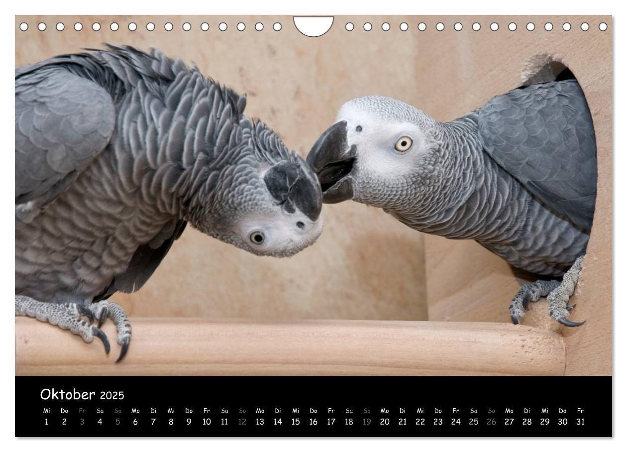 Bild: 9783435687886 | Graupapageien mit Herz (Wandkalender 2025 DIN A4 quer), CALVENDO...