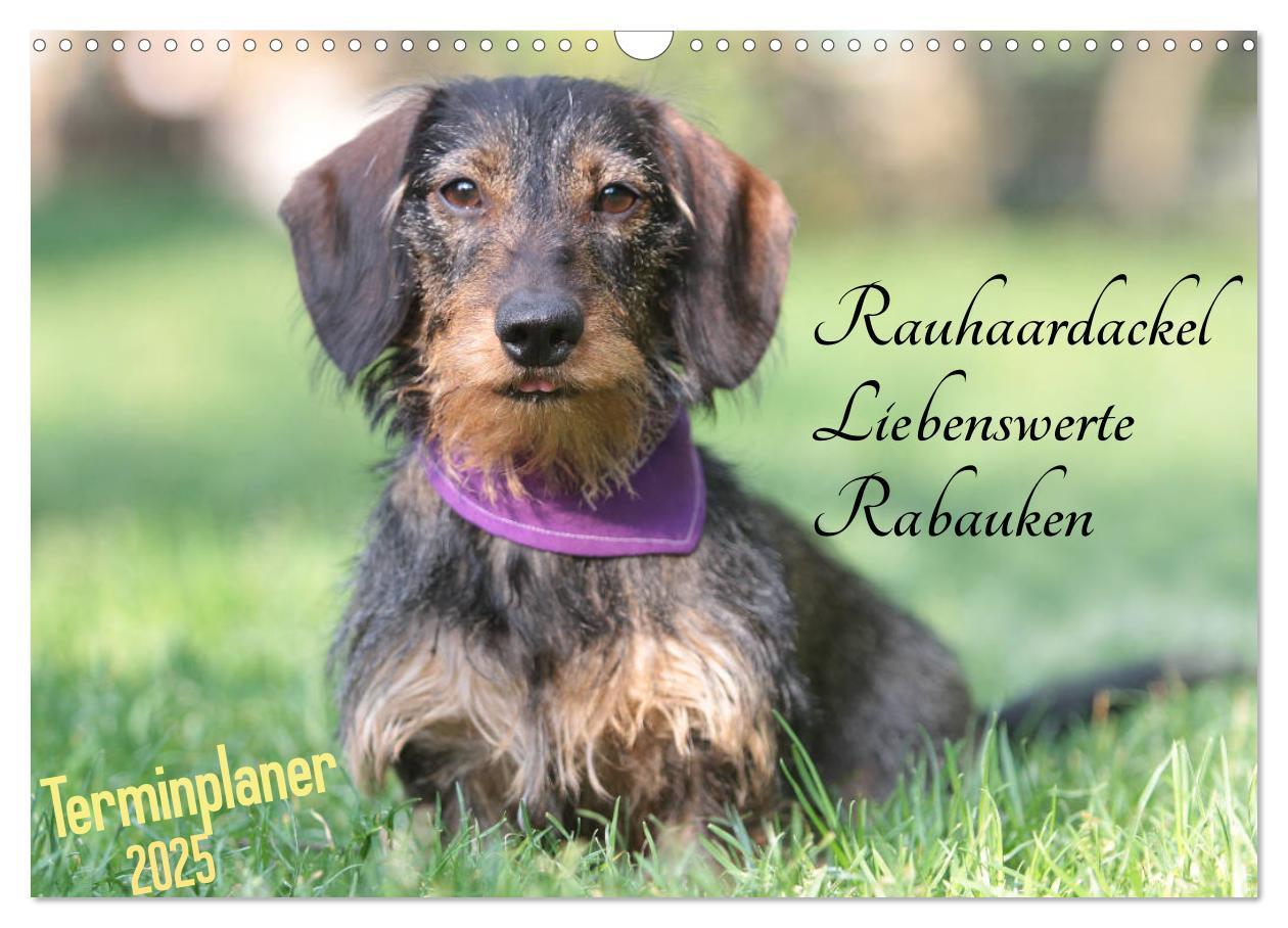 Cover: 9783435397297 | Familienplaner - Liebenswerte Rabauken - Rauhaardackel...