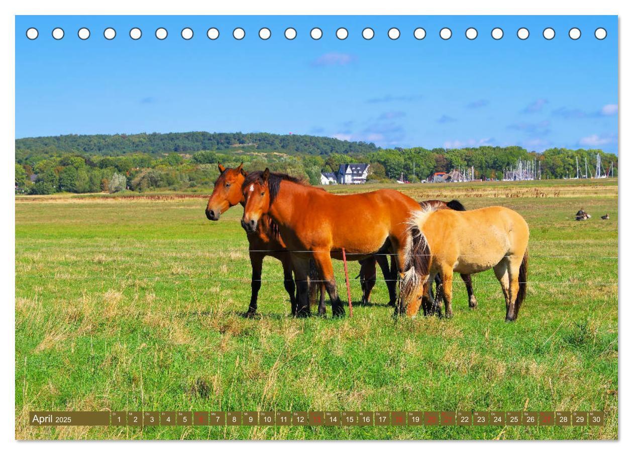 Bild: 9783435264216 | Insel Hiddensee - Dat söte Länneken (Tischkalender 2025 DIN A5...