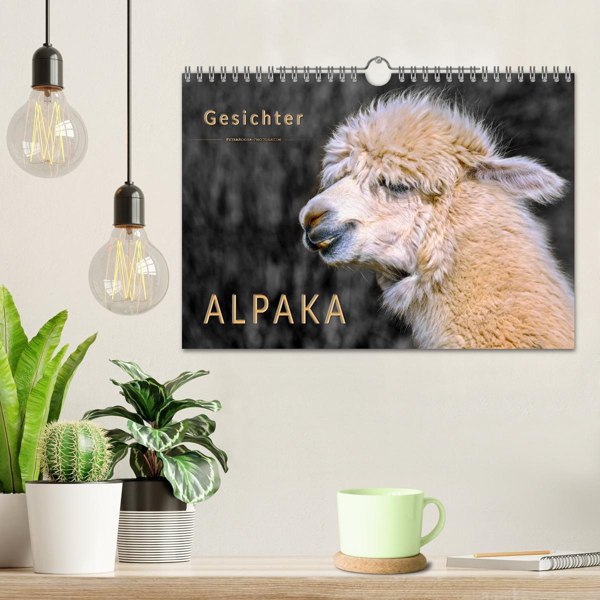 Bild: 9783435364770 | Alpaka Gesichter (Wandkalender 2025 DIN A4 quer), CALVENDO...