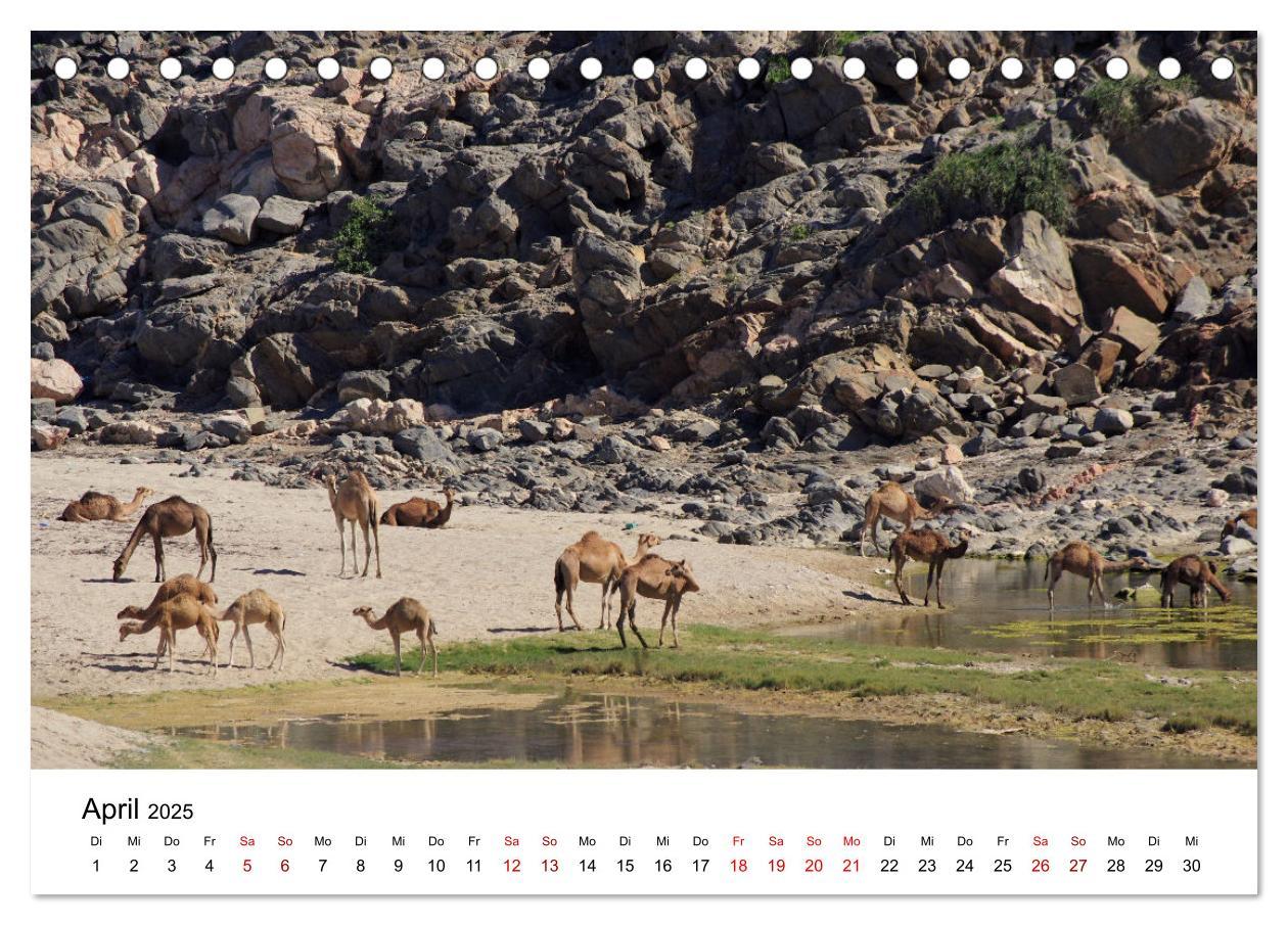 Bild: 9783435062720 | KAMELE... eine Reise durch den Oman. (Tischkalender 2025 DIN A5...