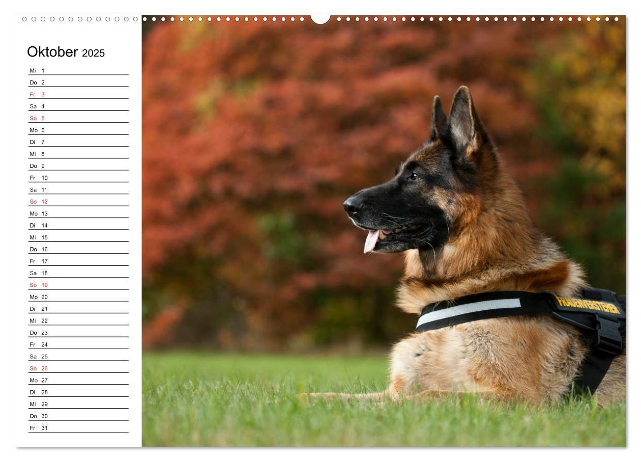 Bild: 9783435473465 | Deutsche Schäferhunde - Liebenswerte Graunasen (Wandkalender 2025...