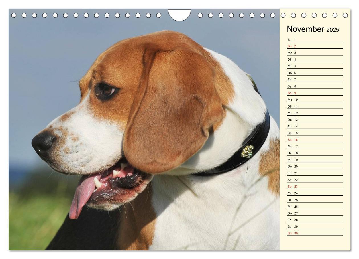 Bild: 9783435541683 | Beagle - Herz auf 4 Pfoten (Wandkalender 2025 DIN A4 quer),...