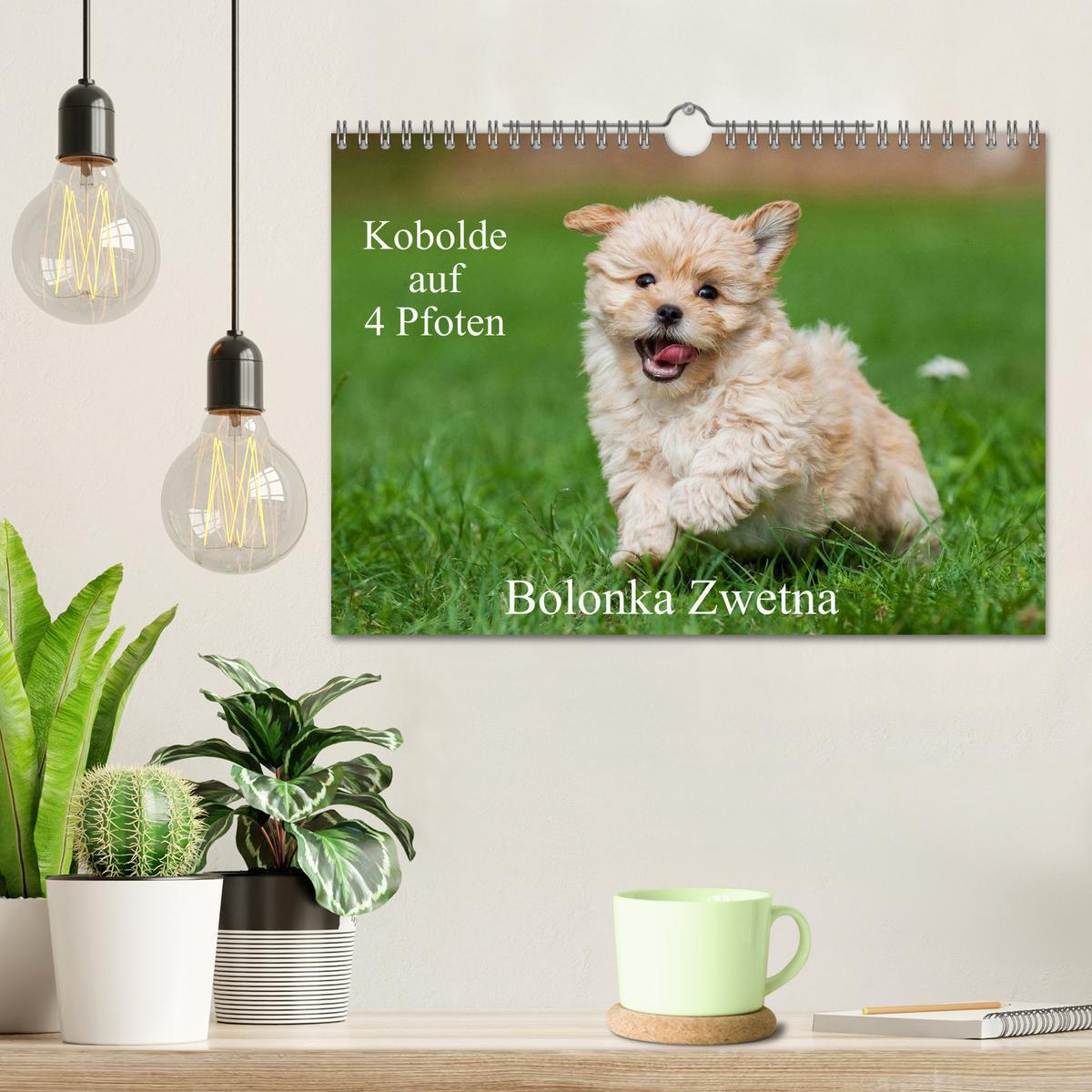 Bild: 9783435577866 | Kobolde auf 4 Pfoten - Bolonka Zwetna (Wandkalender 2025 DIN A4...