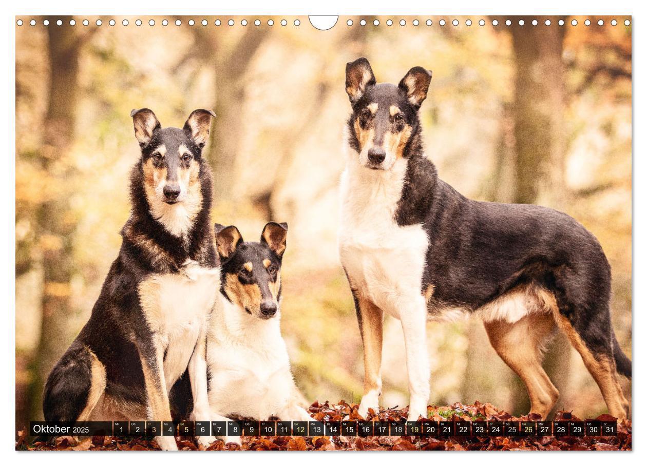 Bild: 9783435580859 | Smooth Collies (Wandkalender 2025 DIN A3 quer), CALVENDO...