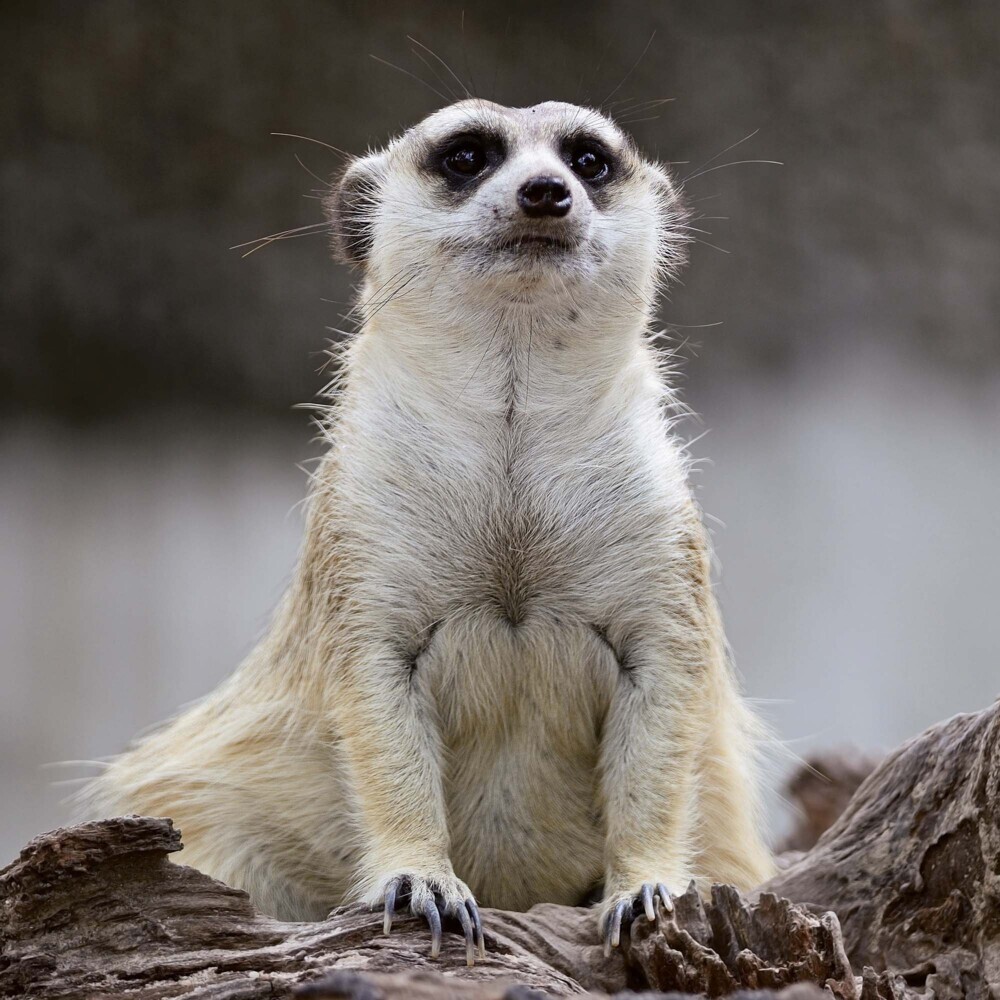 Bild: 9783959294683 | Meerkats/Erdmännchen 2025 | Kalender 2025 | Kalender | Drahtheftung