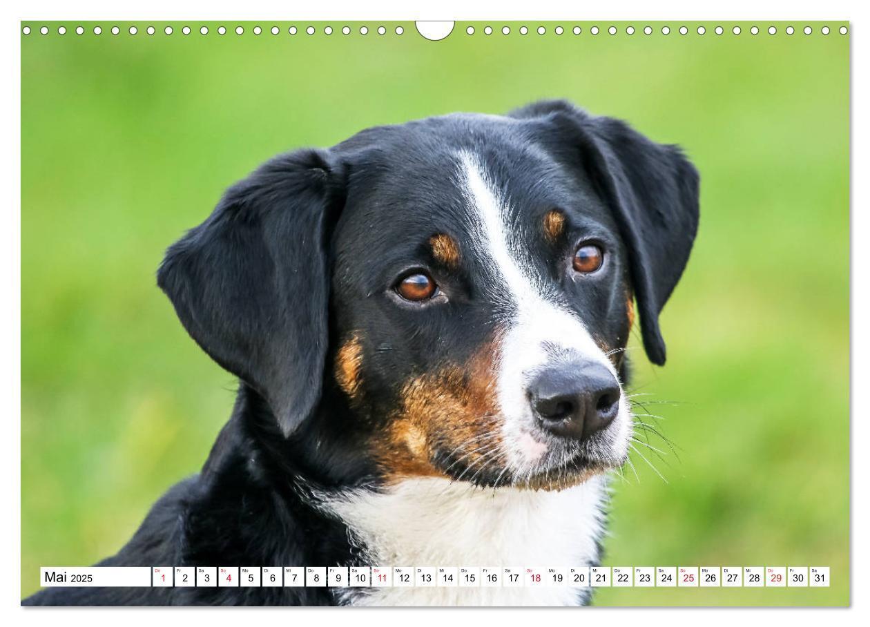 Bild: 9783435332441 | Appenzeller Sennenhunde (Wandkalender 2025 DIN A3 quer), CALVENDO...