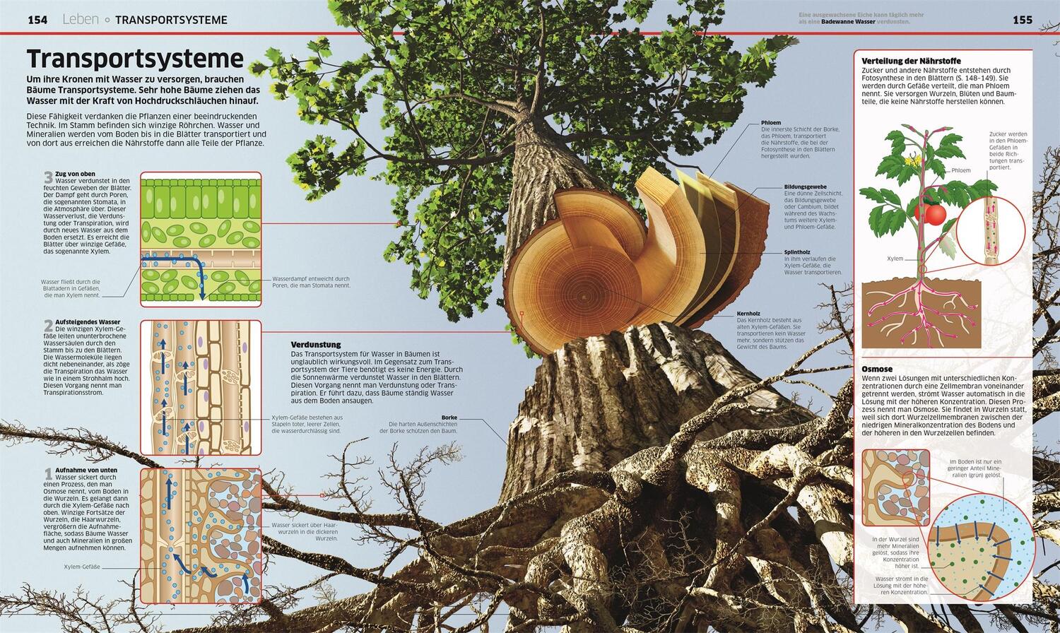 Bild: 9783831038077 | Wissen. Natur &amp; Technik | Naturwissenschaften in spektakulären Bildern