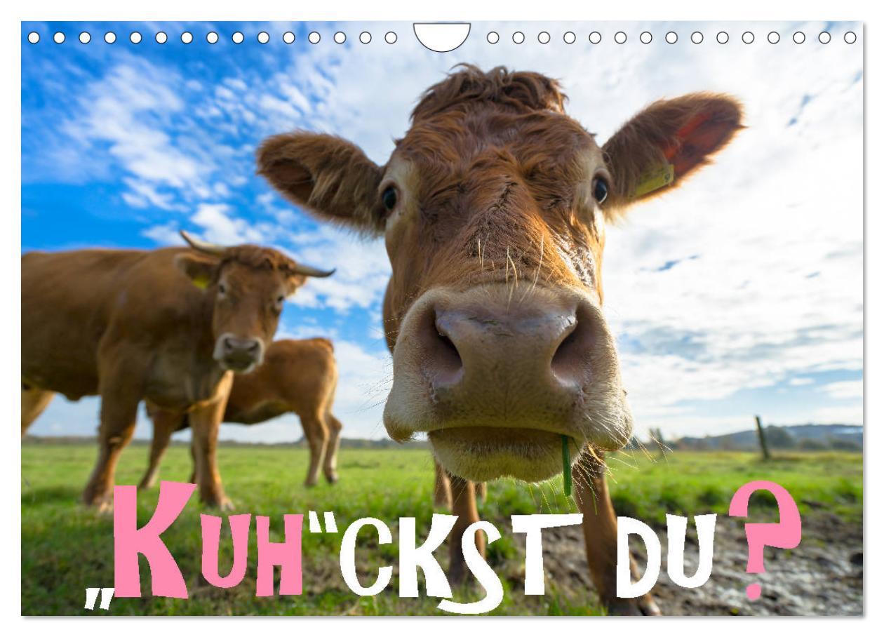 Cover: 9783435391912 | Kuhckst du? (Wandkalender 2025 DIN A4 quer), CALVENDO Monatskalender