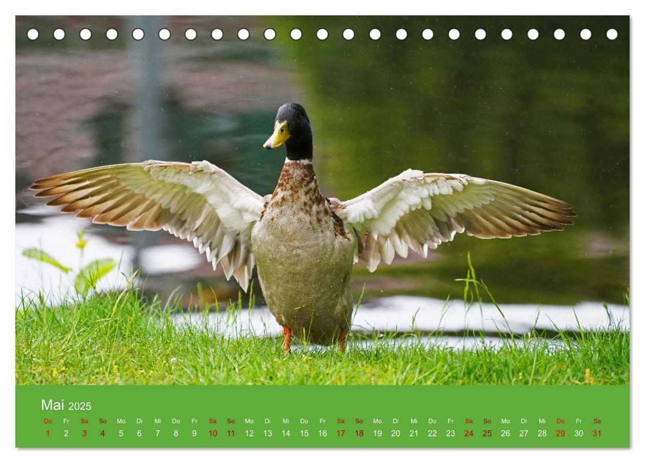 Bild: 9783435019939 | Faszination Enten (Tischkalender 2025 DIN A5 quer), CALVENDO...