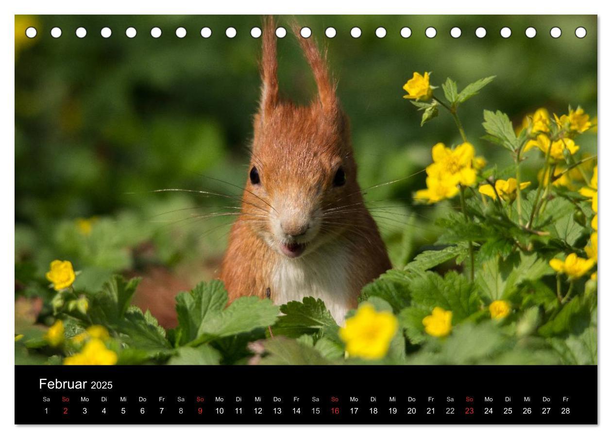 Bild: 9783435669271 | Mit dem Eichhörnchen durchs Jahr (Tischkalender 2025 DIN A5 quer),...