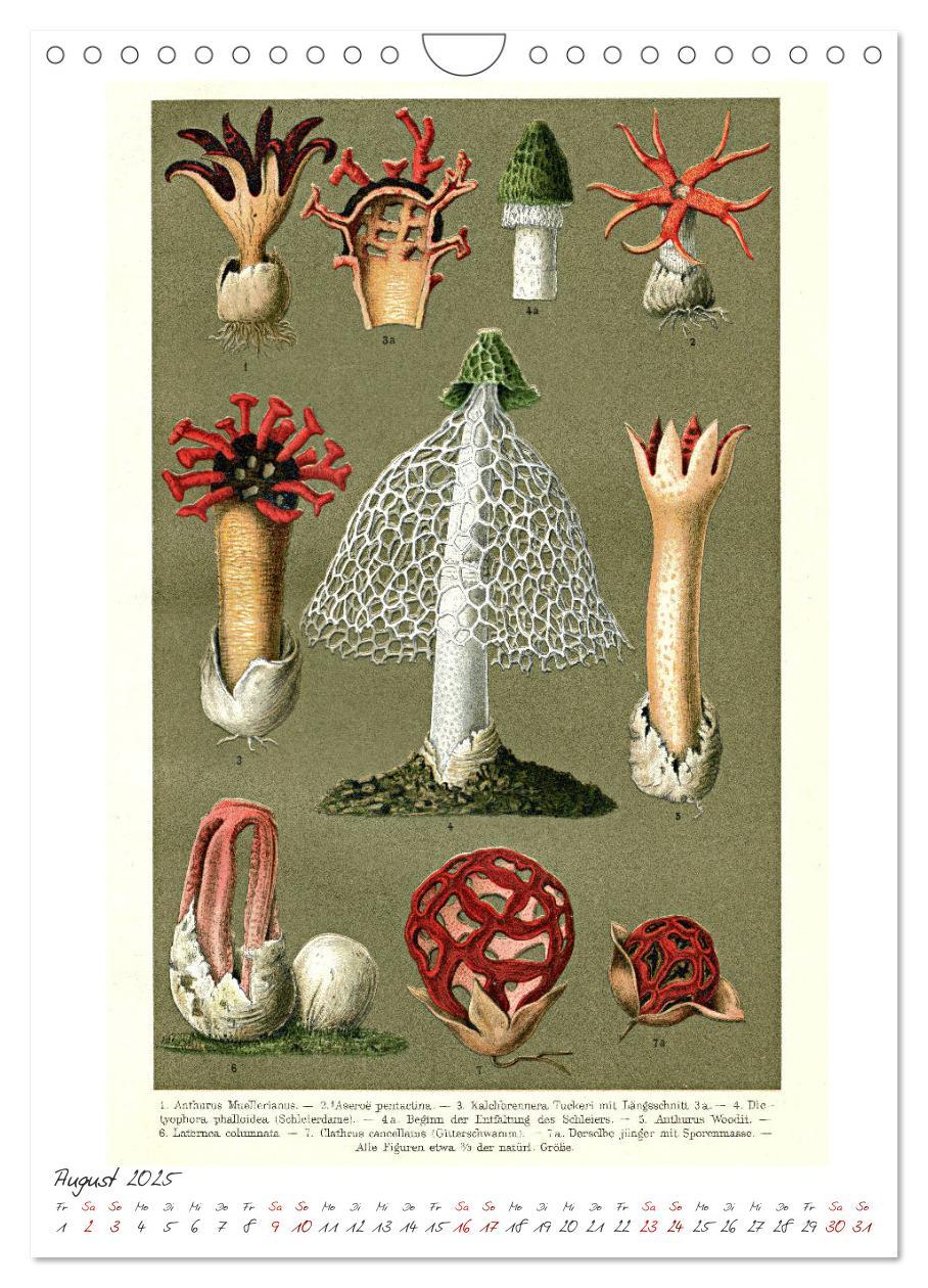 Bild: 9783435978908 | Formenspiele der Evolution. Chromolithographien des 19....