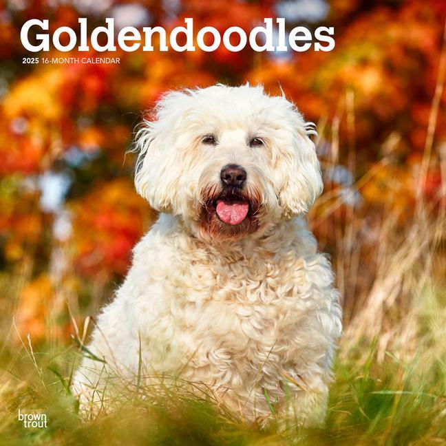 Cover: 9781975477080 | Goldendoodles 2025 12 X 24 Inch Monthly Square Wall Calendar...