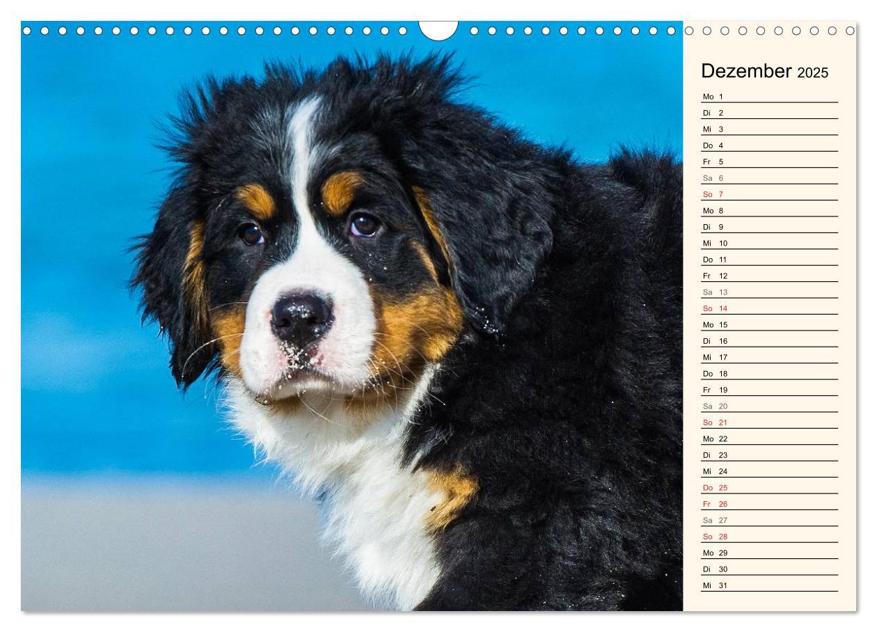 Bild: 9783435478194 | Seebärchen entdecken die Welt - Berner Sennenhunde (Wandkalender...