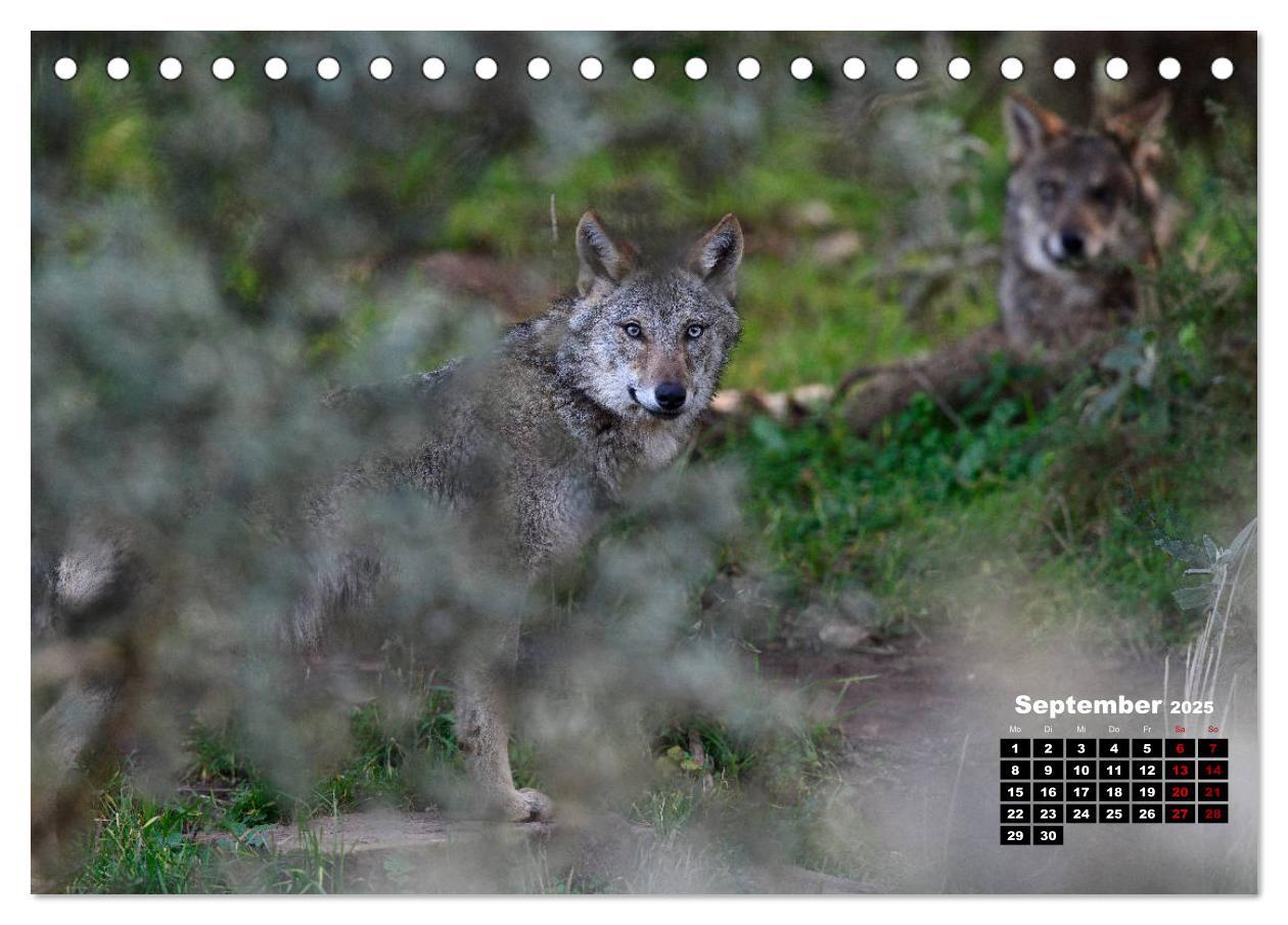 Bild: 9783435195121 | Willkommen Wolf (Tischkalender 2025 DIN A5 quer), CALVENDO...