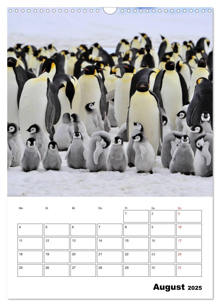 Bild: 9783457035238 | Pinguine. Familienglück im Eis (Wandkalender 2025 DIN A3 hoch),...