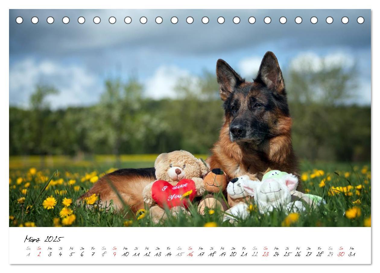 Bild: 9783435686360 | Deutsche Schäferhunde - Traumhunde (Tischkalender 2025 DIN A5...