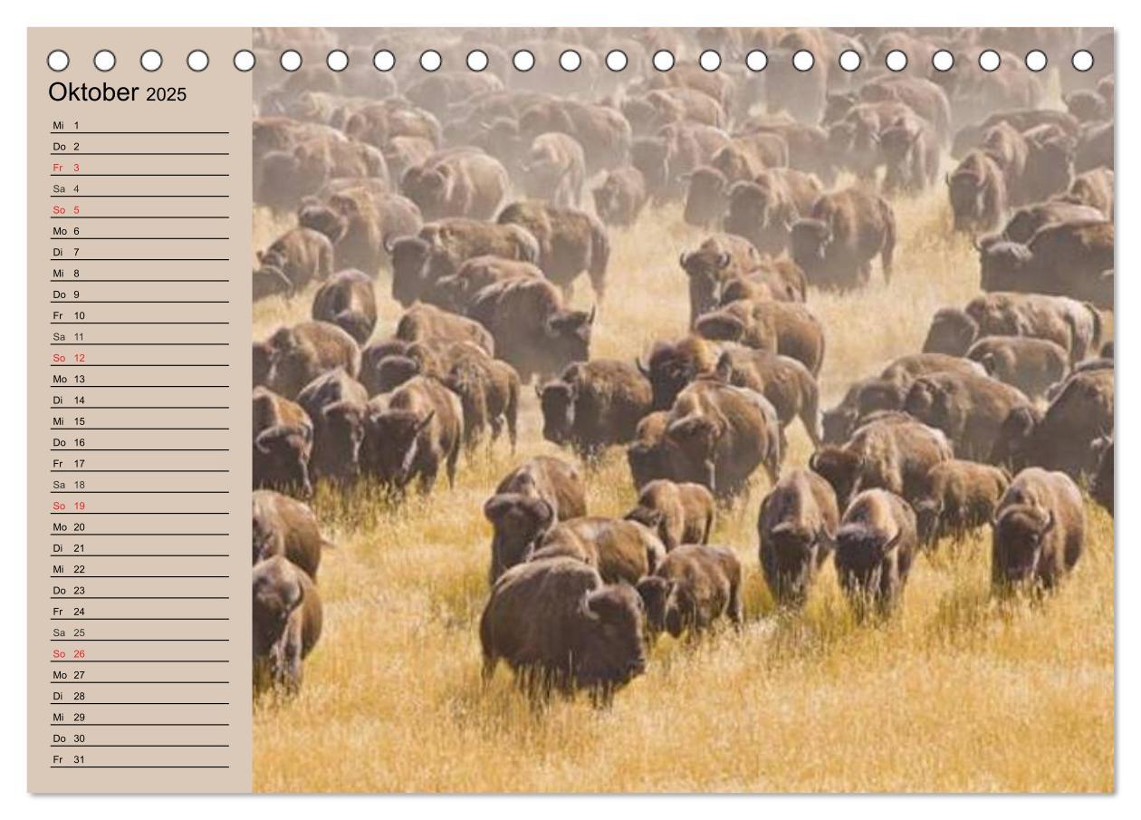 Bild: 9783435548798 | Büffel. Wisent und Bison (Tischkalender 2025 DIN A5 quer), CALVENDO...