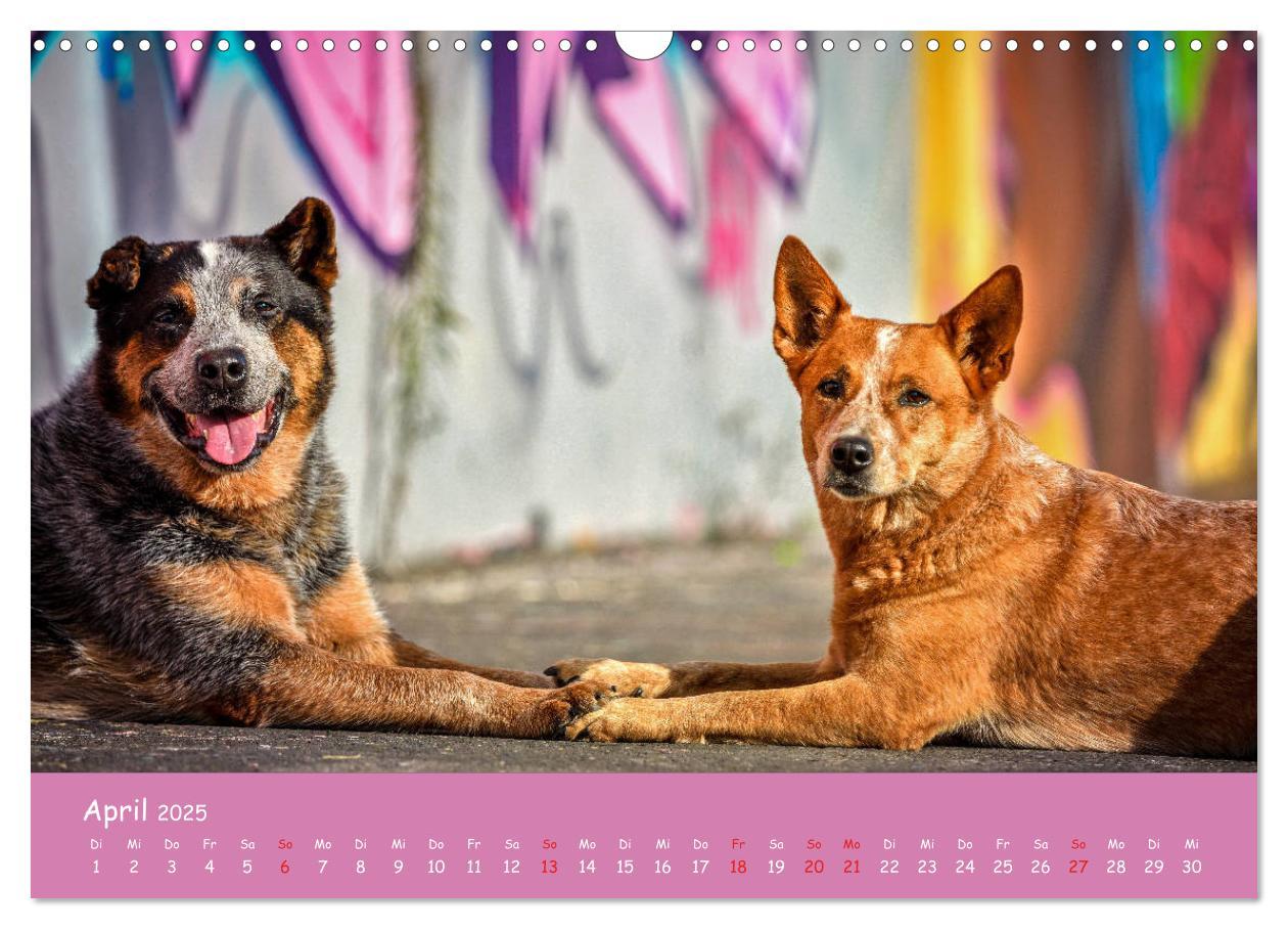 Bild: 9783435314157 | Hunde und Graffiti (Wandkalender 2025 DIN A3 quer), CALVENDO...