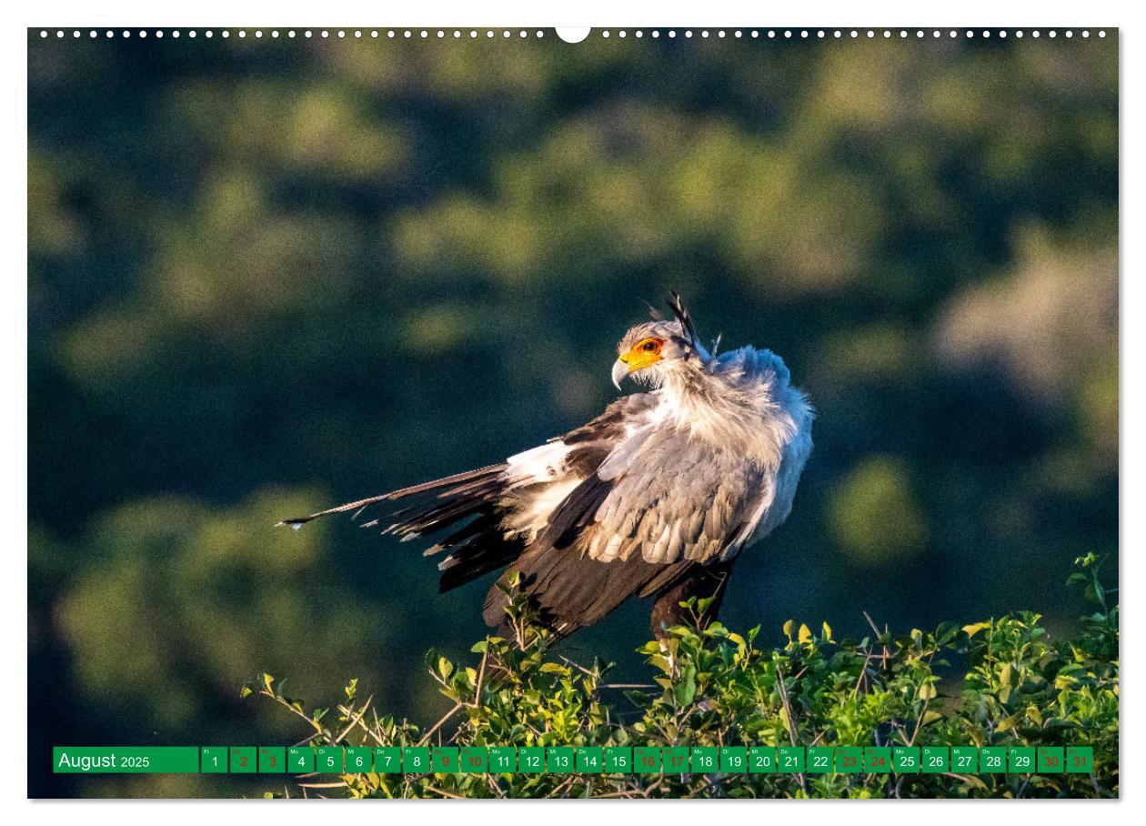 Bild: 9783383893650 | Greifvögel - wild und schön (Wandkalender 2025 DIN A2 quer),...