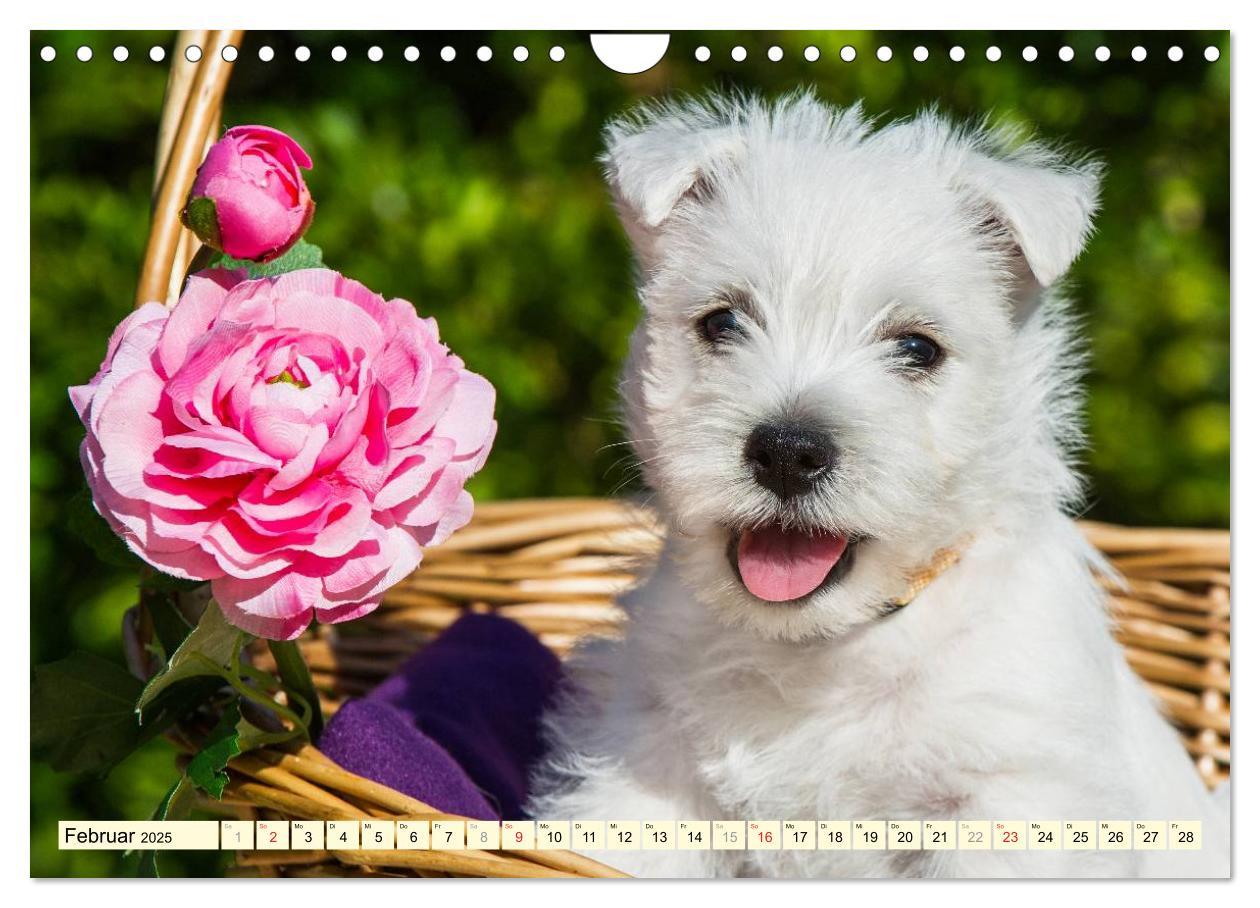 Bild: 9783435463060 | Kobold auf 4 Pfoten - West Highland White Terrier (Wandkalender...