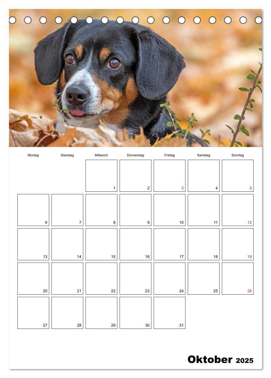 Bild: 9783457025314 | Entlebucher Sennenhunde begleiten Sie durch das Jahr (Tischkalender...