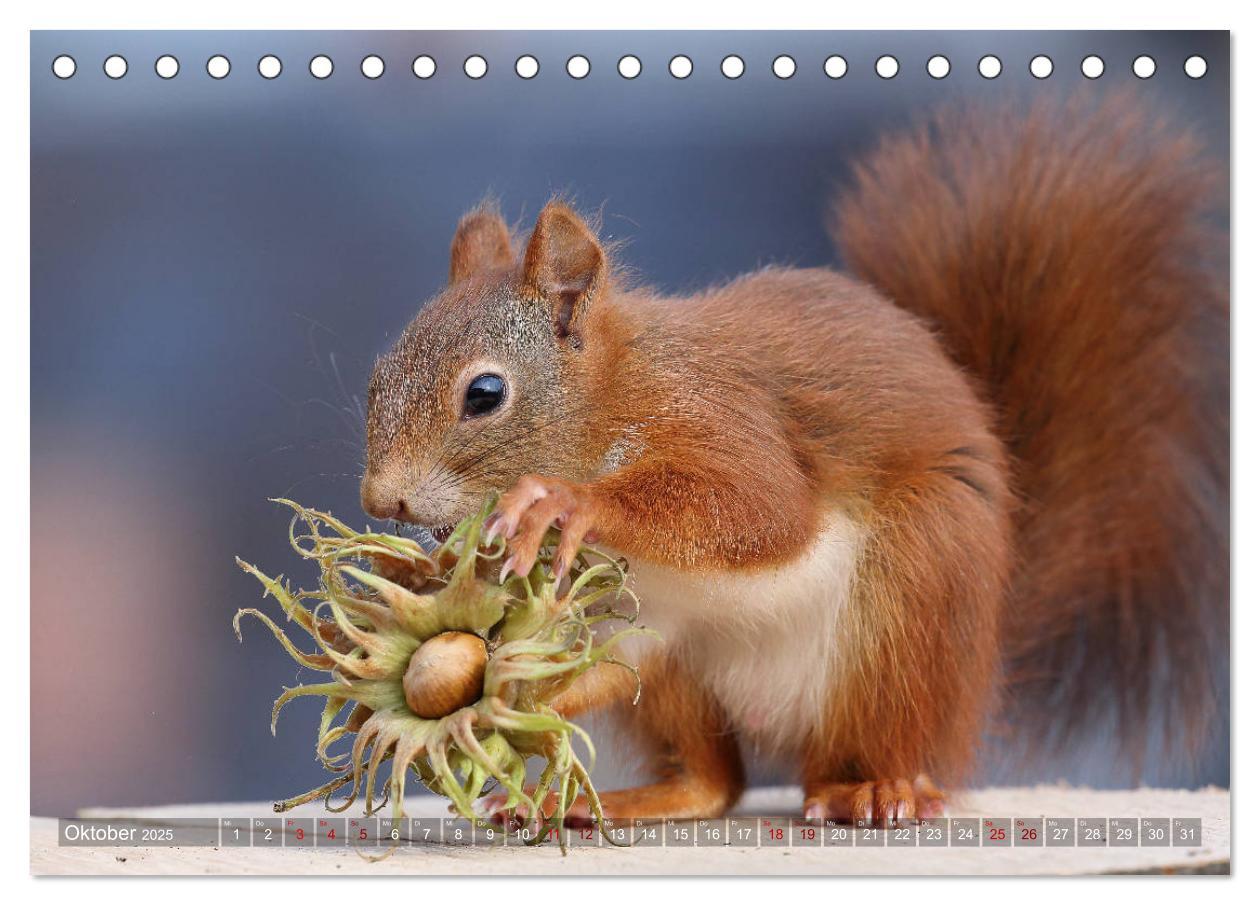 Bild: 9783435344178 | Eichhörnchen Luna und ihre Kinder (Tischkalender 2025 DIN A5 quer),...