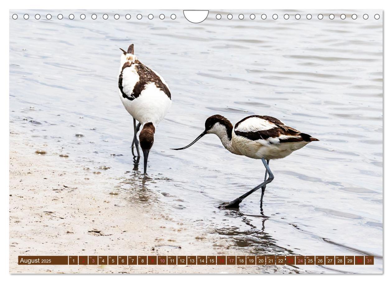 Bild: 9783383845499 | Die Vogelwelt der Camargue (Wandkalender 2025 DIN A4 quer),...