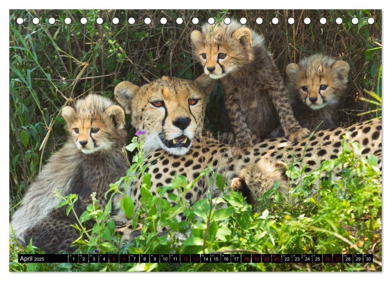 Bild: 9783435341252 | Tansania - Tierwanderung in der Serengeti (Tischkalender 2025 DIN...