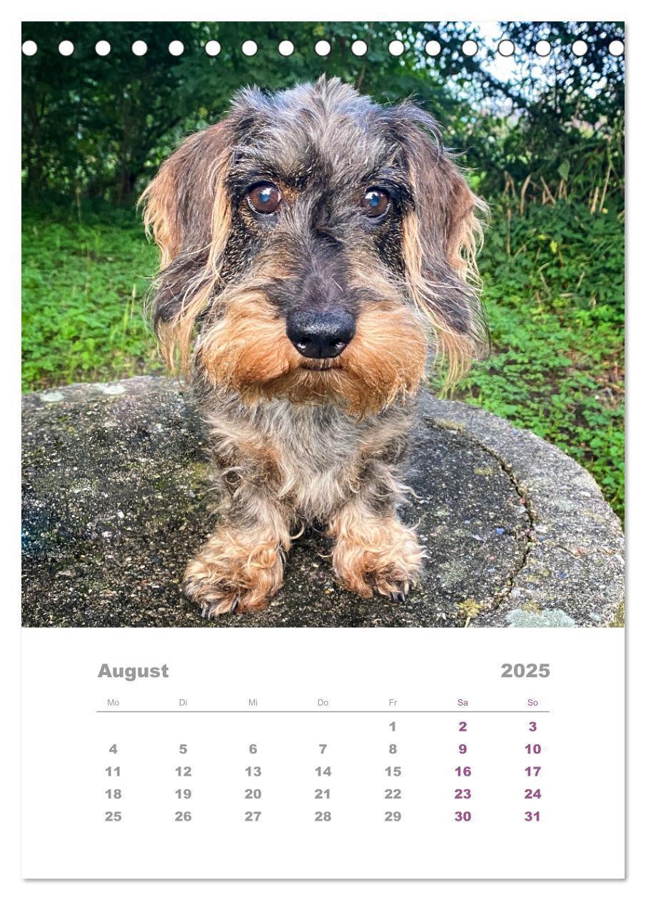 Bild: 9783435891993 | Dackel(augen)blicke (Tischkalender 2025 DIN A5 hoch), CALVENDO...