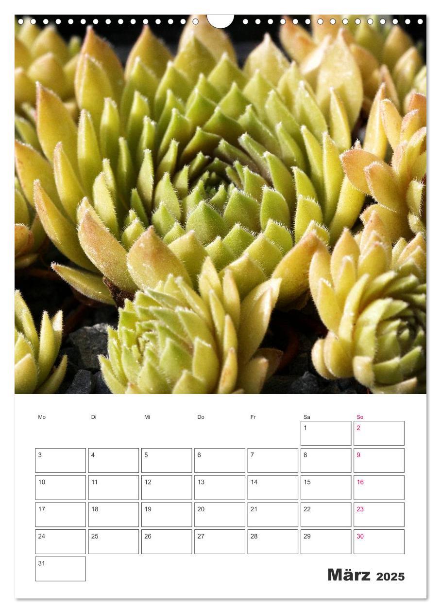 Bild: 9783457021675 | Ich liebe Sempervivum (Wandkalender 2025 DIN A3 hoch), CALVENDO...