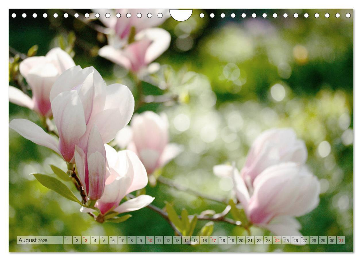 Bild: 9783435240357 | Magnolien Ein Blütenrausch (Wandkalender 2025 DIN A4 quer),...