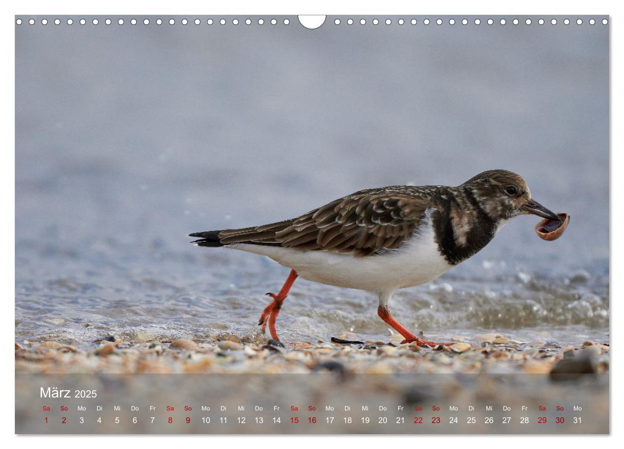 Bild: 9783435020676 | Vögel an Deutschlands Küsten (Wandkalender 2025 DIN A3 quer),...