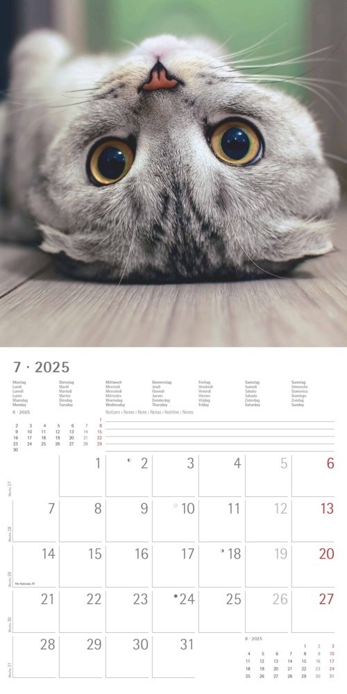 Bild: 4251732340827 | Alpha Edition - Funny Cats 2025 Broschürenkalender, 30x30cm,...