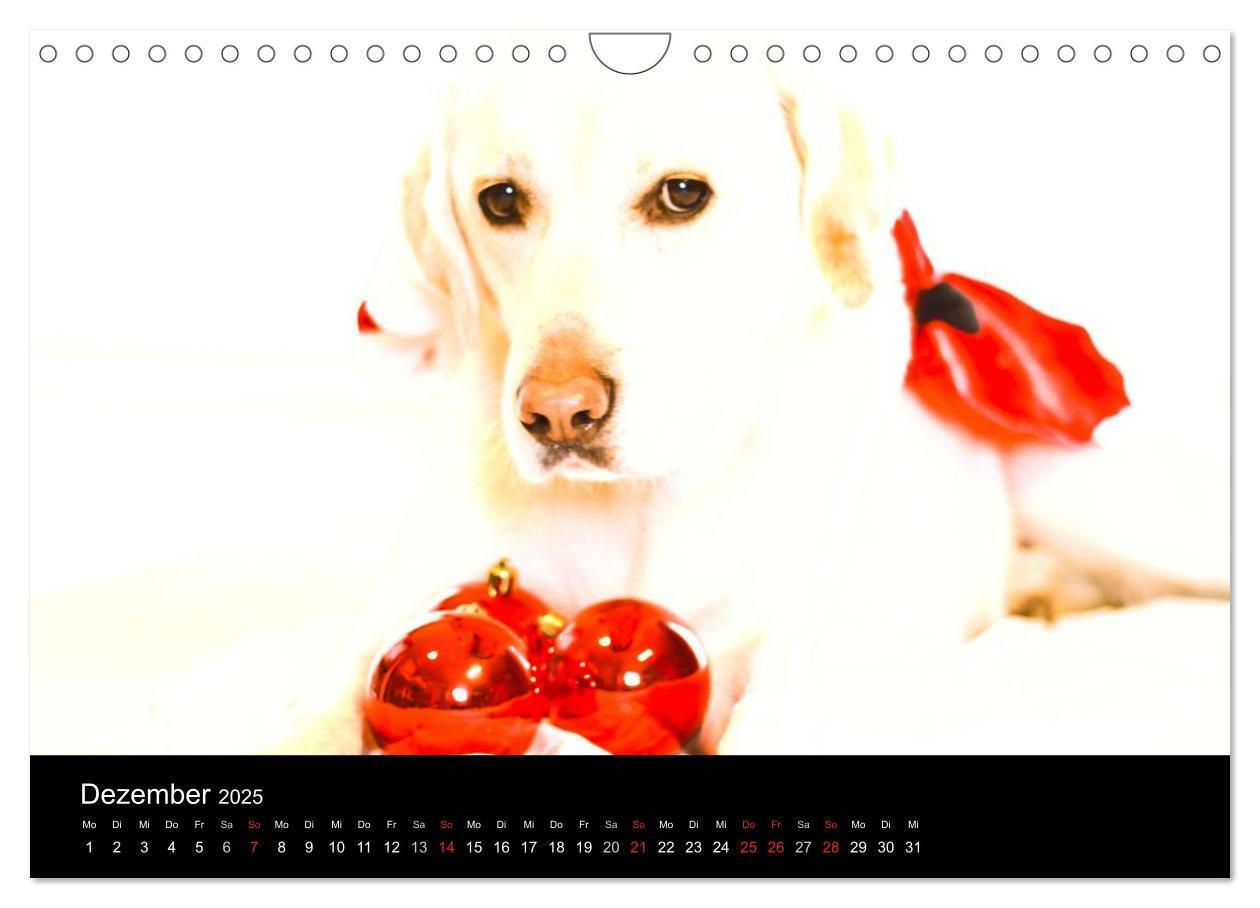 Bild: 9783435757114 | Labrador Retriever 2025 (Wandkalender 2025 DIN A4 quer), CALVENDO...