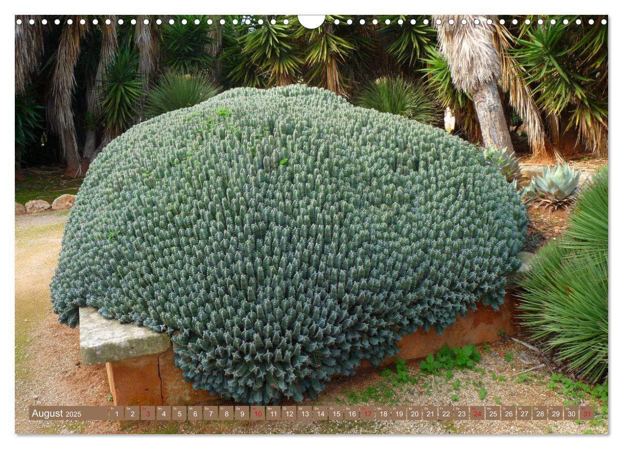 Bild: 9783435336579 | BOTANICACTUS Mallorcas Kakteengarten (Wandkalender 2025 DIN A3...