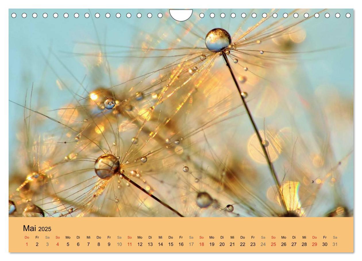 Bild: 9783435746910 | Naturjuwel Pusteblume (Wandkalender 2025 DIN A4 quer), CALVENDO...