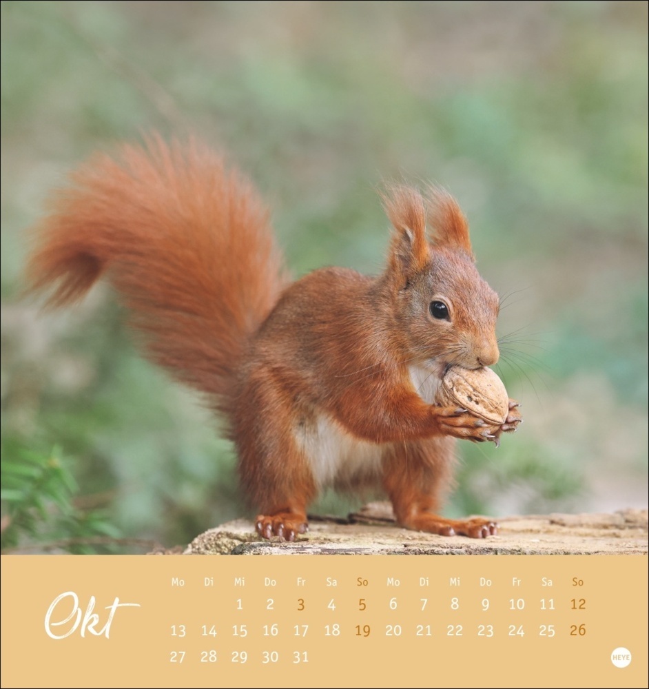 Bild: 9783756407071 | Eichhörnchen Postkartenkalender 2025 | Kalender | Spiralbindung | 2025