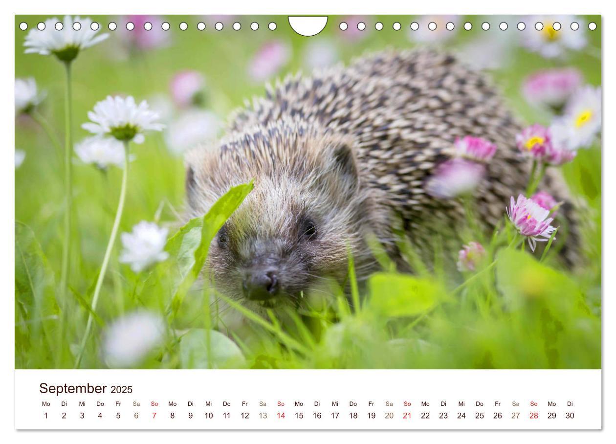 Bild: 9783435473052 | Igel 2025. Tierische Impressionen (Wandkalender 2025 DIN A4 quer),...