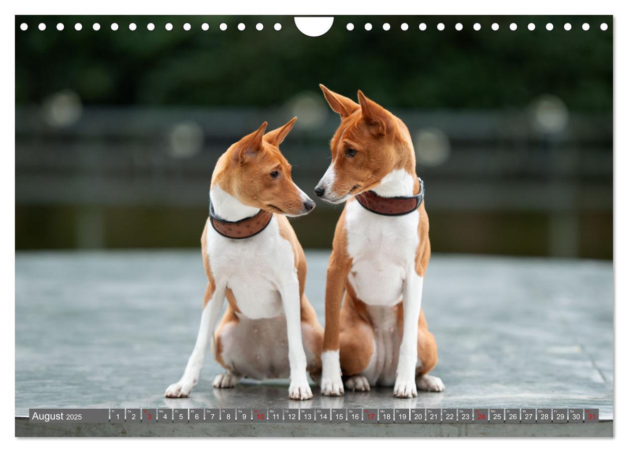 Bild: 9783457195598 | Der Basenji (Wandkalender 2025 DIN A4 quer), CALVENDO Monatskalender