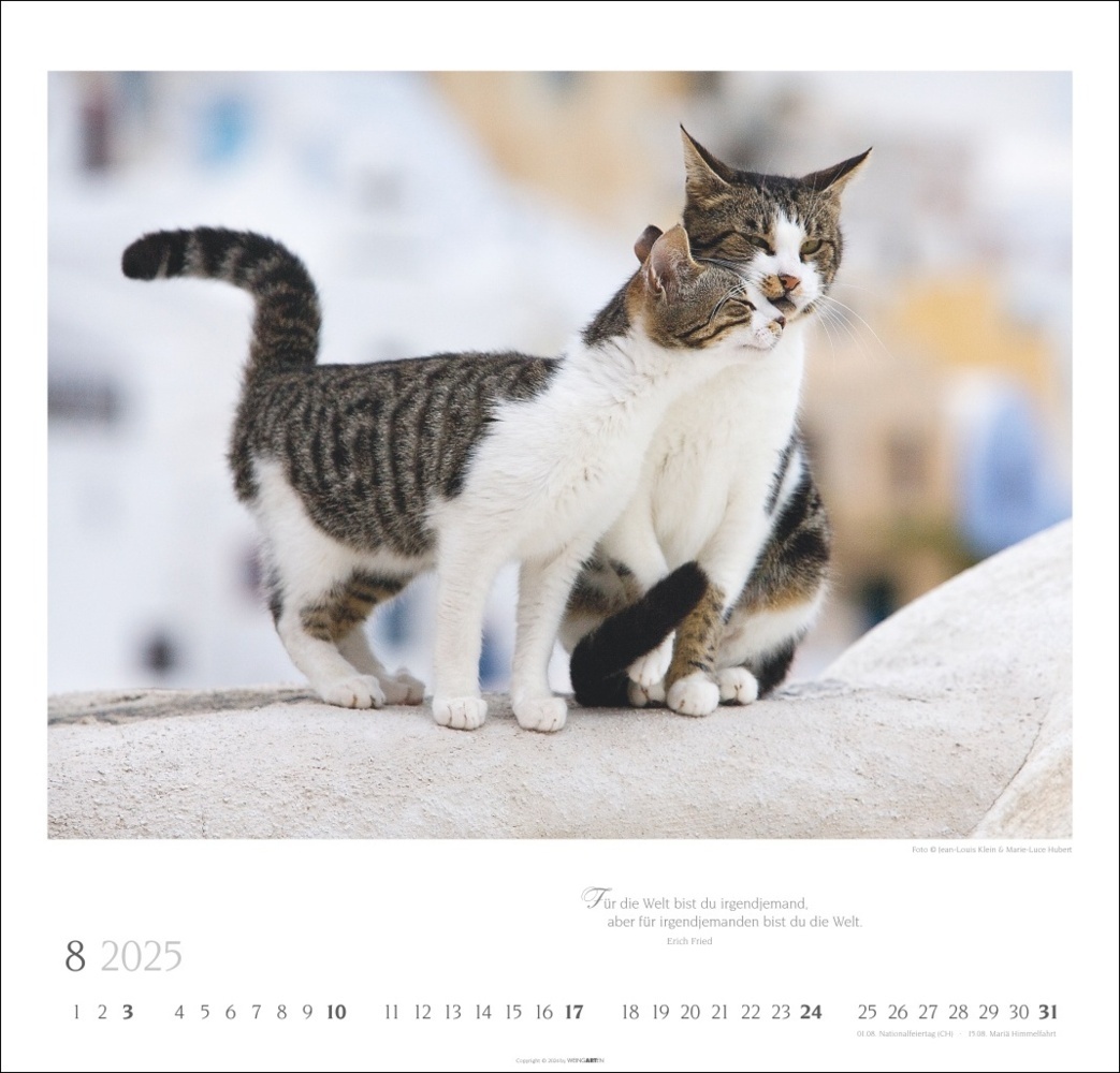 Bild: 9783839900963 | Katzen - Diven auf Samtpfoten Kalender 2025 - Diven auf Samtpfoten