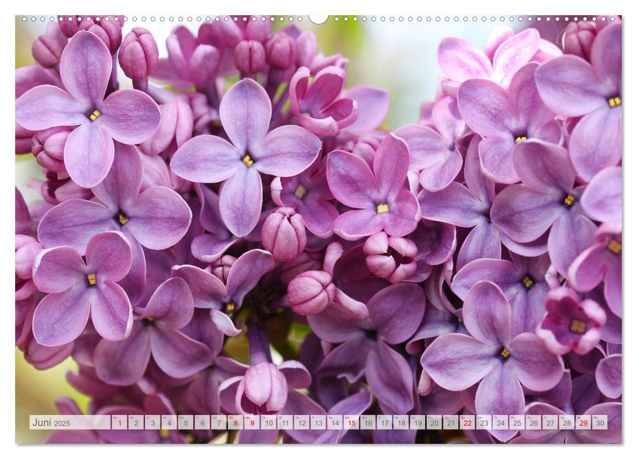 Bild: 9783435332465 | Fliederblüte (hochwertiger Premium Wandkalender 2025 DIN A2 quer),...