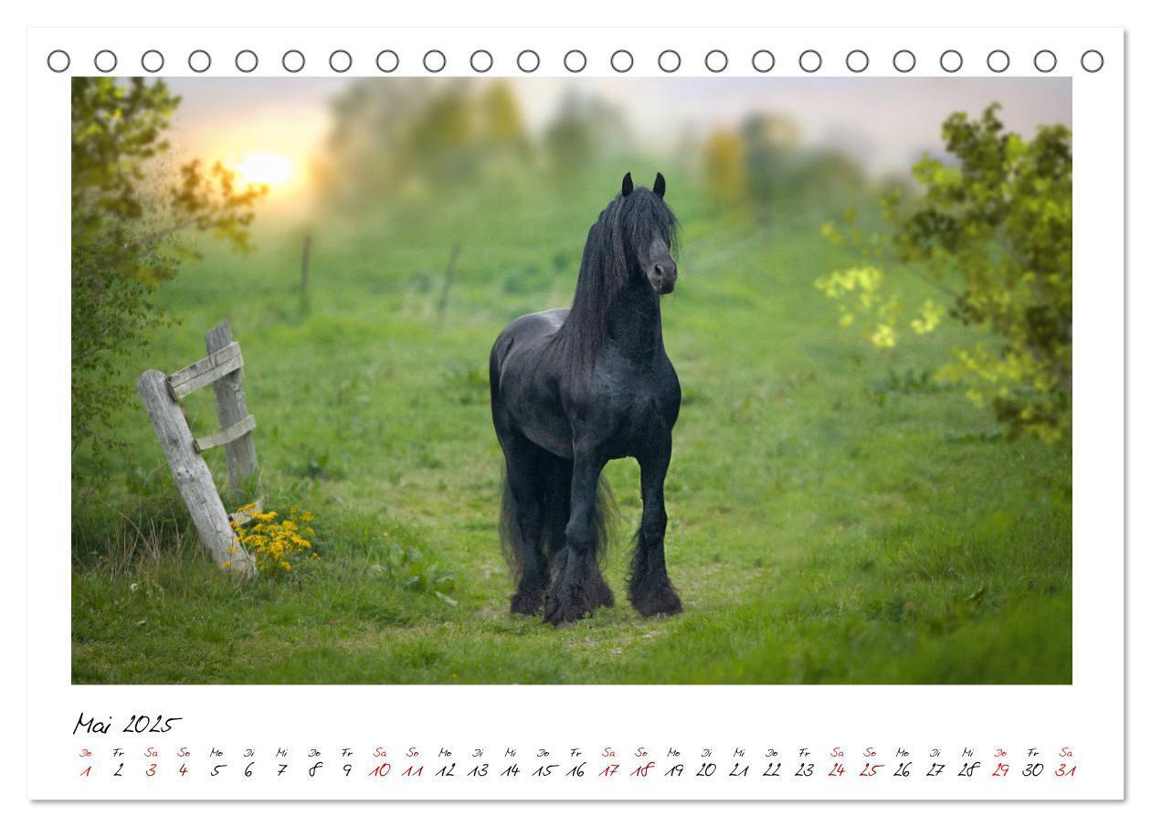 Bild: 9783435234899 | Friesen - stolze Giganten (Tischkalender 2025 DIN A5 quer),...