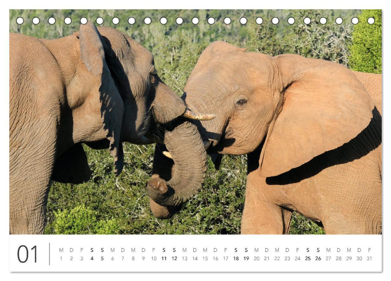 Bild: 9783383811111 | Südafrika Garden Route (Tischkalender 2025 DIN A5 quer), CALVENDO...