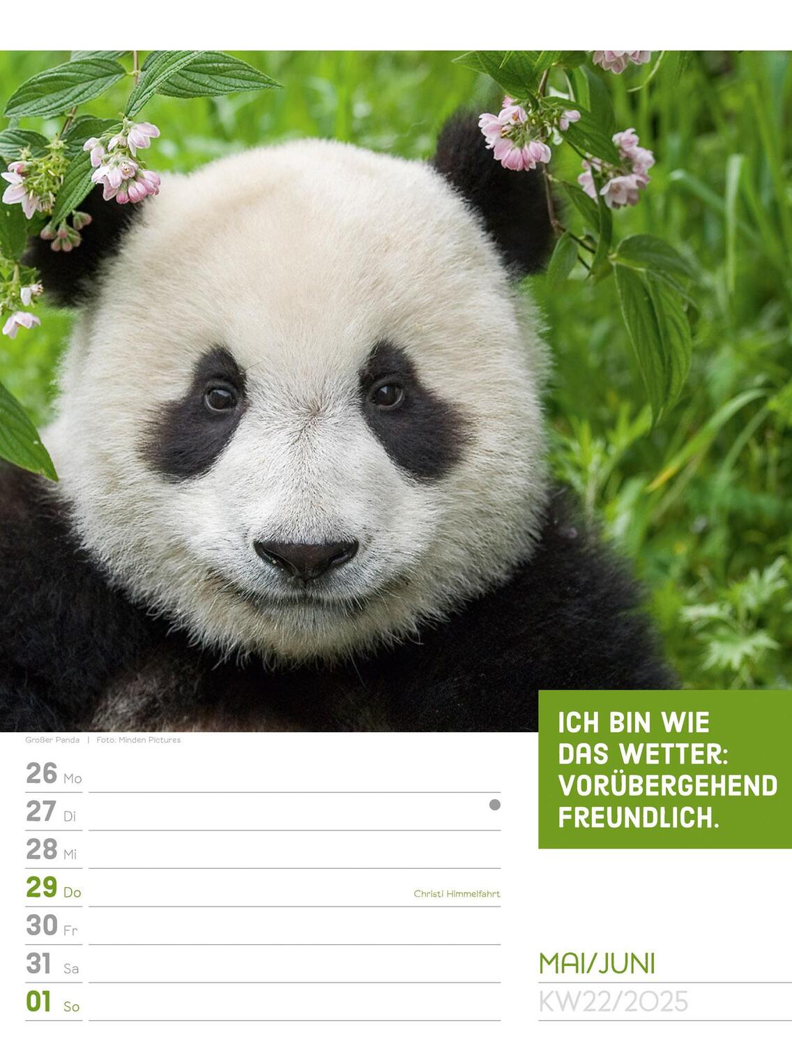 Bild: 9783838425962 | Tierisch! Sprüchekalender - Wochenplaner Kalender 2025 | Kunstverlag