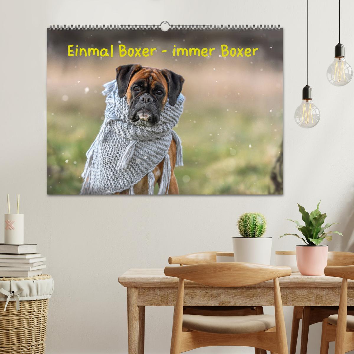 Bild: 9783435179039 | Einmal Boxer - immer Boxer (Wandkalender 2025 DIN A2 quer),...