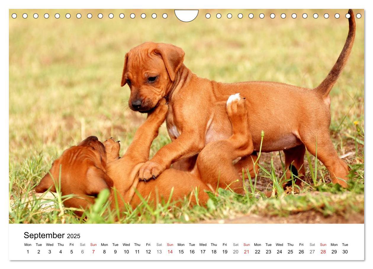 Bild: 9781325960699 | Rhodesian Ridgeback Puppies (Wall Calendar 2025 DIN A4 landscape),...