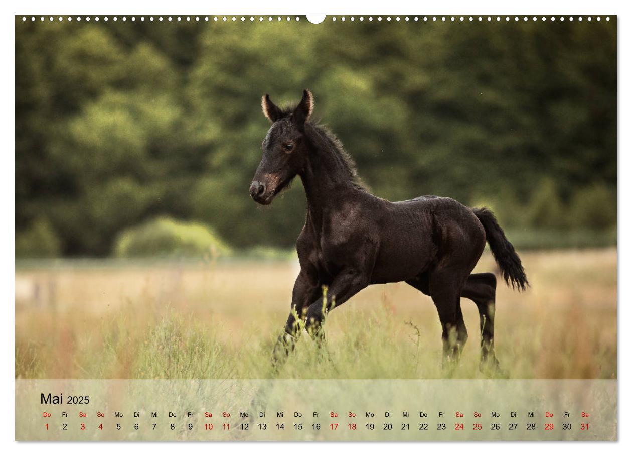 Bild: 9783435288878 | Pferdezauber 2025 (Wandkalender 2025 DIN A2 quer), CALVENDO...